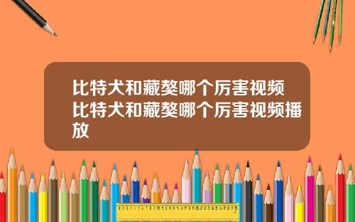 比特犬和藏獒哪个厉害视频比特犬和藏獒哪个厉害视频播放